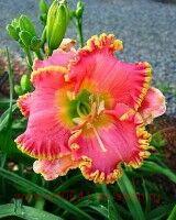  Hemerocallis Diva's Choice 13