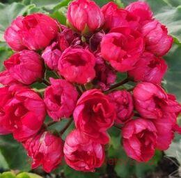 ���������� �������������� RÖD SOLBACKA 12