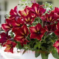  Crazytunia&#174; MANDAVILLE 144