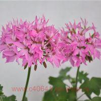 Пеларгония плющелистная, интернет магазин BeautyFlora V99ПЧ - Пеларгонии ожидаем - Цветы почтой