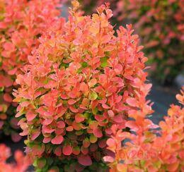   'Orange Rocket' PBR 9