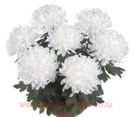 ���������� Organza 4