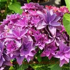   Francy Hot Pink/blue 32