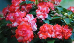 ��������� Fi�st� �l� s��rkl�r �h�rry 66