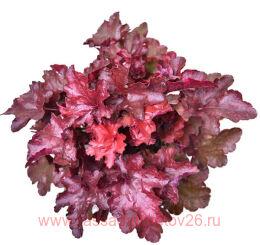  World Caff&#233; Vienna 110