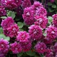  Purpurea Plena Elegans 11