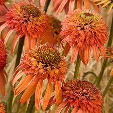 �������� Irresistible (�����������) 3