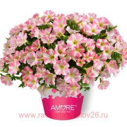  Amore Princess Pink 140