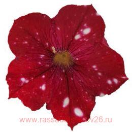  StarTunia Red 44