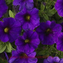  SUPERCAL BLUE PET 63