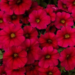  SUPERCAL CHERRY PET 145