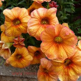  SUPERCAL TERRACOTTA PET 87