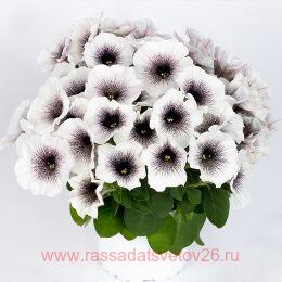  Crazytunia 	Black and White 86