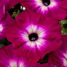  CRAZYTUNIA MAGENTA STORM 22