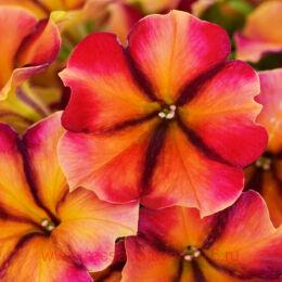  CRAZYTUNIA TIKI TORCH 55