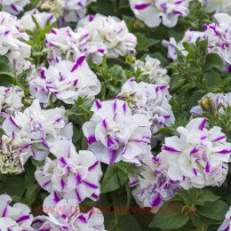  SUGAR PEPPERMINT 204