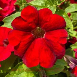  SURFINIA TRAILING BIG RED 76