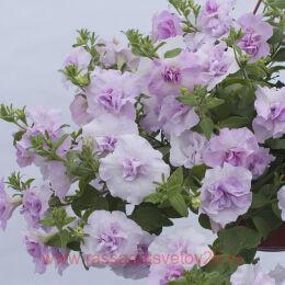  TUMBELINA JOANNE 138