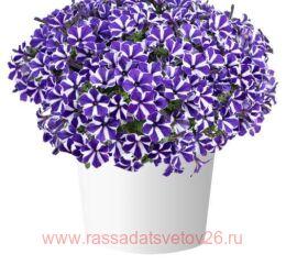 ������� BLUE DIAMOND 11