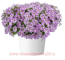 ������� ��������� CASCADIAS Lilac Frost 12