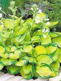  Rainforest Sunrise 58