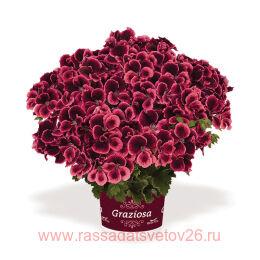   Grazioza Royal Salmon 40