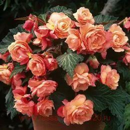  Scentiment	Just Peach 36