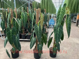 ����������� Philodendron Melanochrysum 34