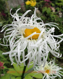 ������� ���������� ���� (Ostrich's feather) 32