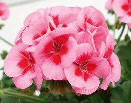 ���������� Sunrise Smokey Eye roze