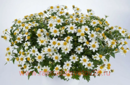 ������ White Delight 10