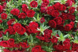  Superbells Double Ruby 33