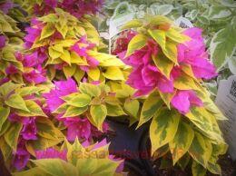  pixie queen dwarf 62