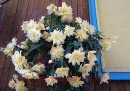   Belleconia Cream 2021   81