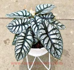 �������� Alocasia Silver Dragon 7