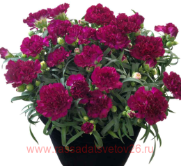  Sunflor Blinky Beach 52