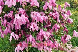 �������� Alionushka 2