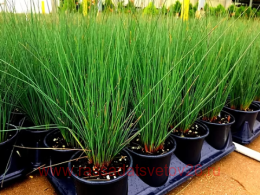 ������ Pencil Grass (����������� �����) 33