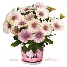  Margarita	blue sunrise 85