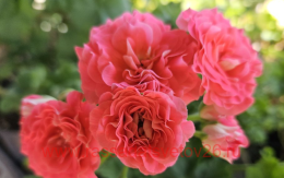 ���������� ���-������