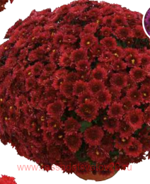 ���������� Vent du Rhone Rouge 18