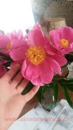  Dancing Butterflies ( ) 1