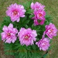  Itoh First Arrival 9