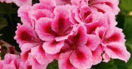   Novita Classic Pink Bicolour 115