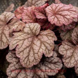  World Caff&#233; Shakerato 109