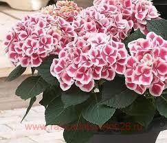   &quot;Saxon Candy Heart Pink&quot; 2