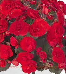   Solenia RED&#8471; 1