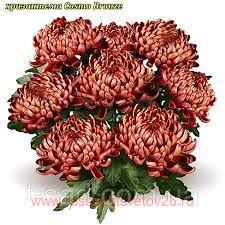   Cosmo Compact Bronze 34