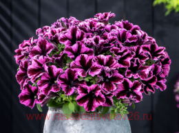  Crazytunia Cosmic Pink 89