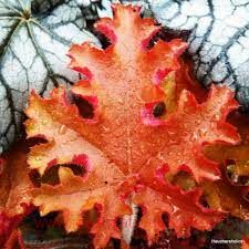  INDIAN SUMMER ORANGE BERRY RUFFLES 99